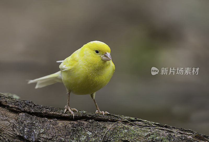 驯养金丝雀(Serinus canaria)是野生金丝雀的一种驯养形式，是雀科中一种小型鸣禽，起源于Macaronesian群岛(亚速尔群岛，马德拉群岛和加那利群岛)。它已在中途岛建立起来